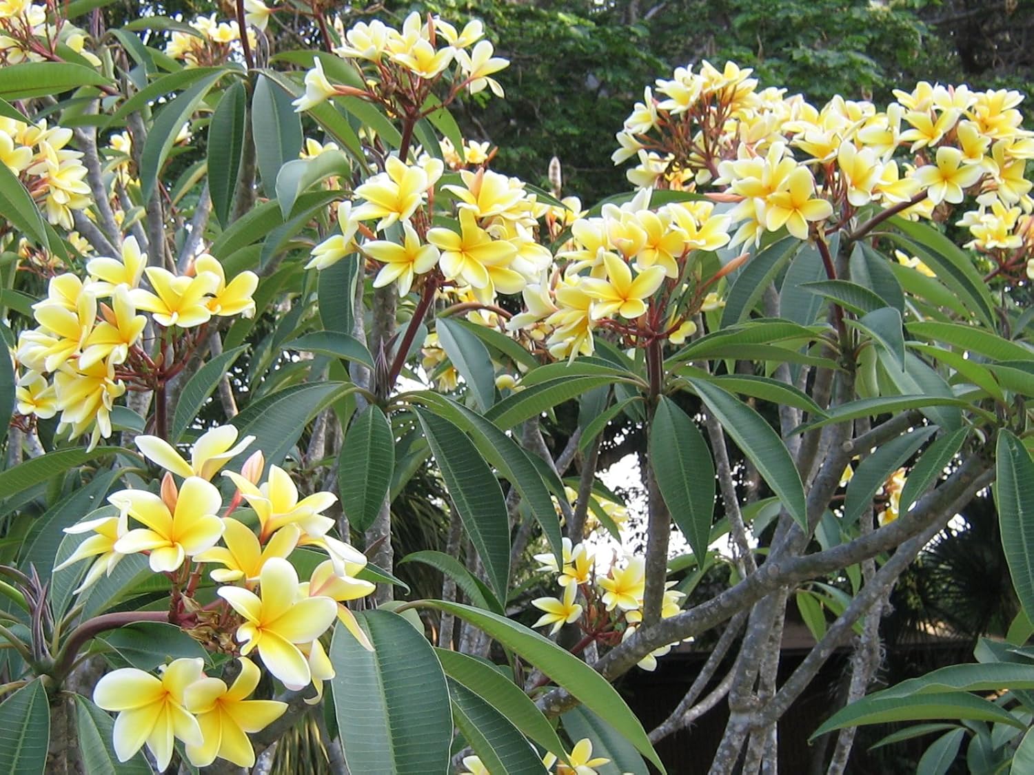 Plumeria Tree Frangipani Plant Cutting 1 Pk Discount Hawaiian Gifts