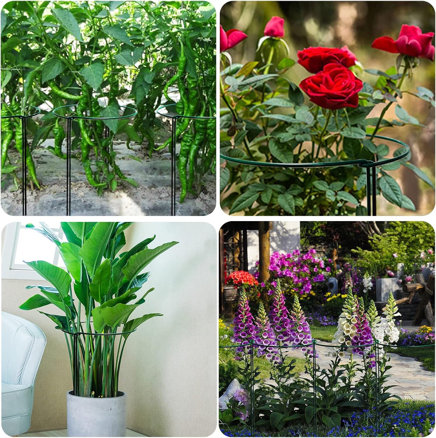 TCBWFY 10 Pack Garden Plant Support Stakes, 10" Widex16 High Heavy Duty Interlinked Half Round Peony Support Ring Cage for Indoor Outdoor Plants