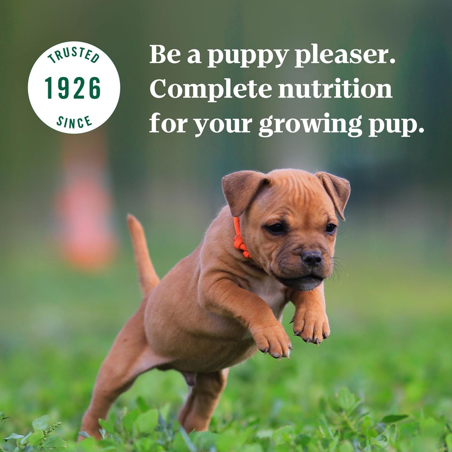 Nutro Puppy Tender Cuts Wet Dog Food, Chicken & Rice, 3.5 oz, 24 count | Bites in gravy, real chicken #1 ingredient, 100% complete & balanced for puppies up to 1 year, no artificial flavors