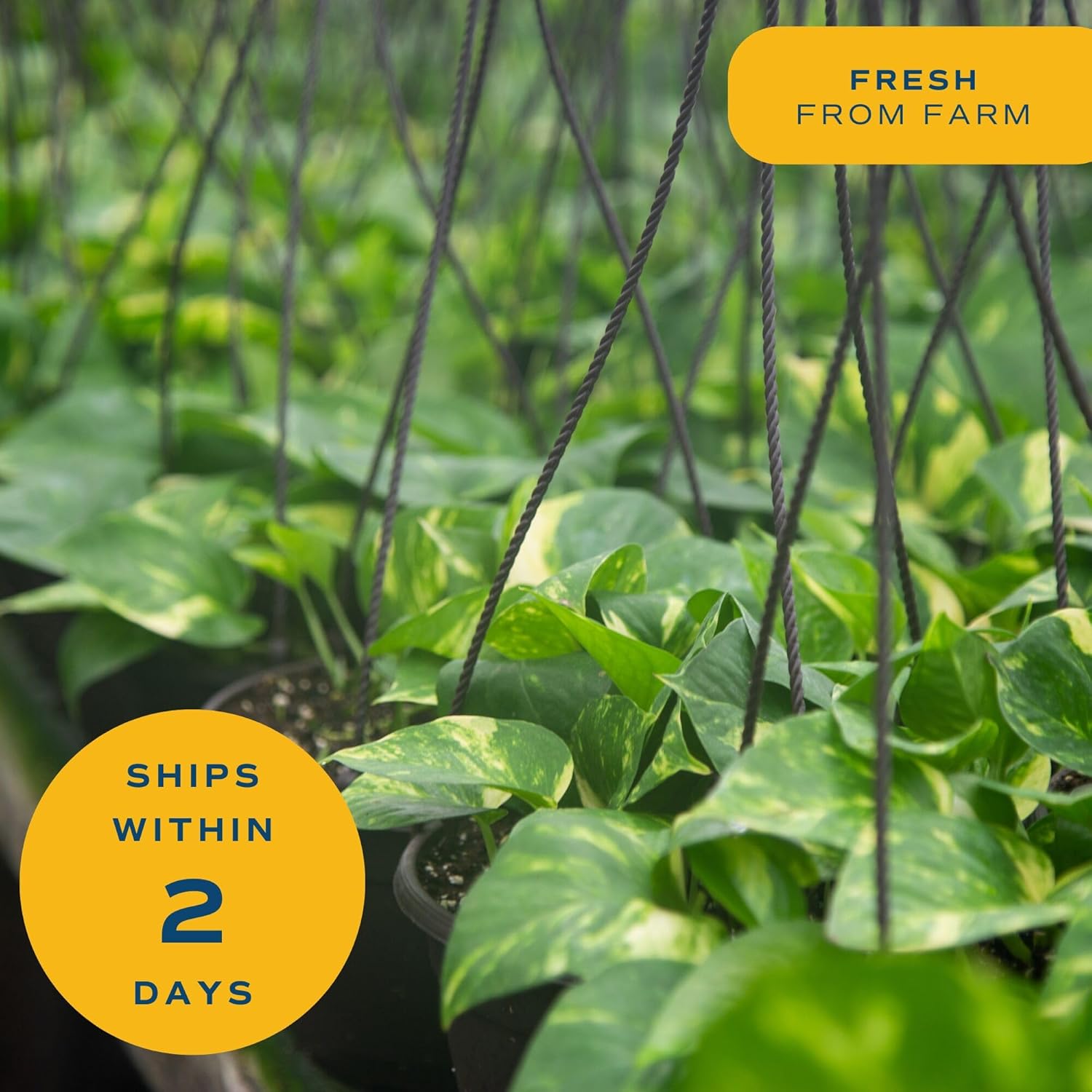 Costa Farms Golden Pothos, Live Indoor Plant, Trailing Vine, Air Purifying | Fast-growing trailing vine, one of the easiest to grow. Great indoor houseplant. Ideal housewarming or birthday gift.