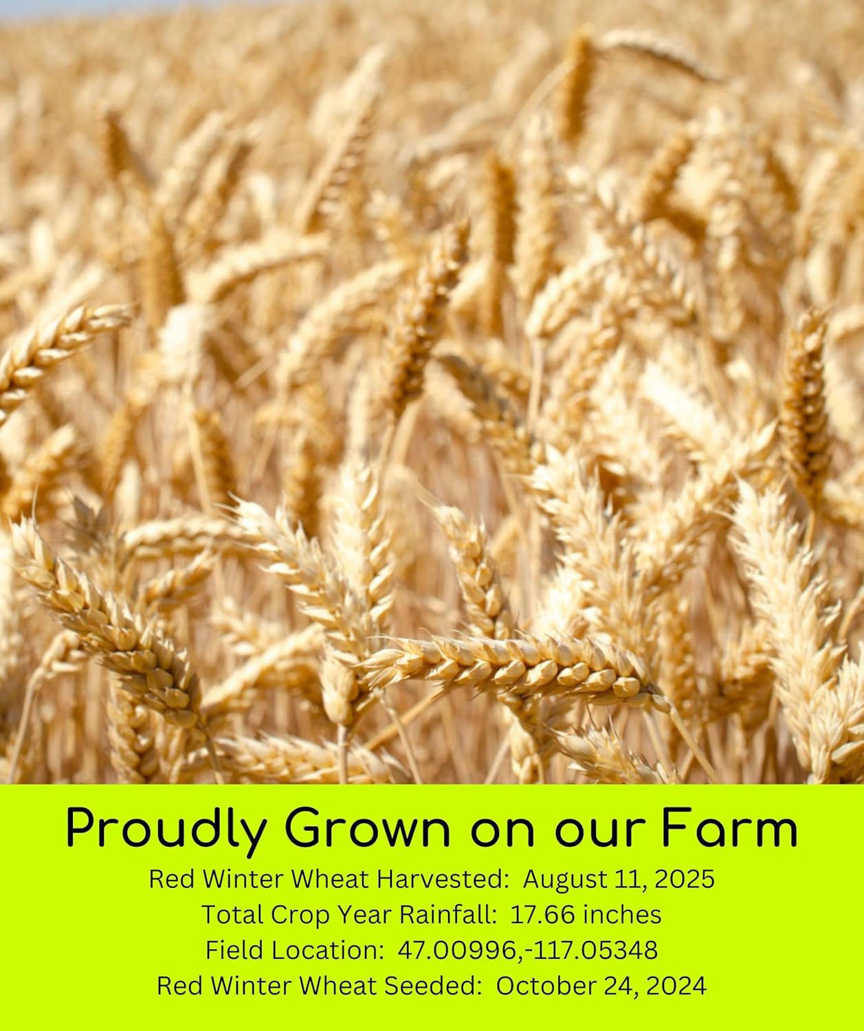 Palouse Brand Certified Glyphosate Residue Free Hard White Wheat Berries | 5 LBS | Non-GMO Project Verified | Kosher