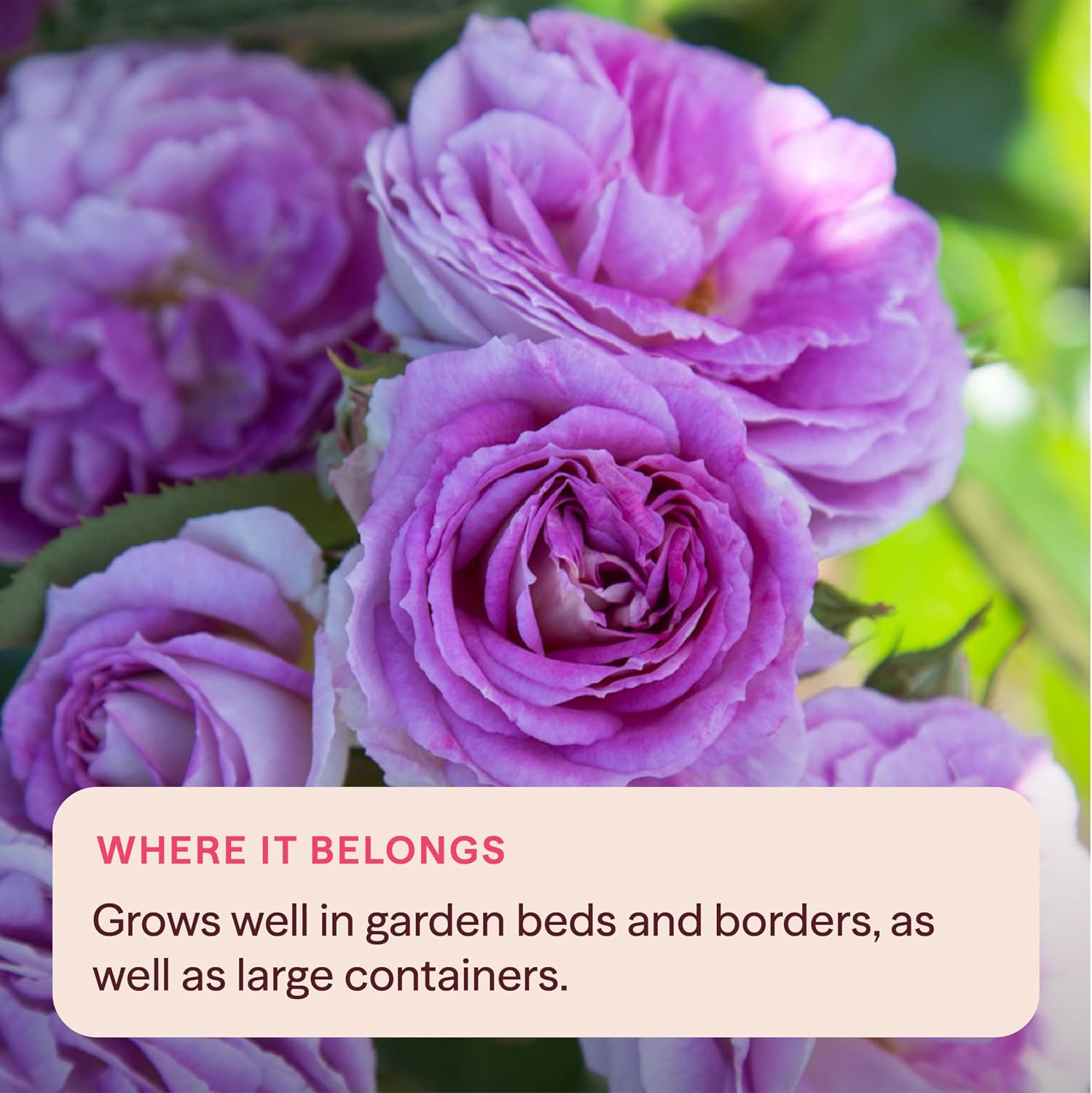 Heirloom Floribunda Roses, Live Own Root Plant, Koko Loko™ | Moderately Fragrant, Hardiness Zones: 6-10, Repeat Blooming,For Outdoor Gardens, Planters, and Pots