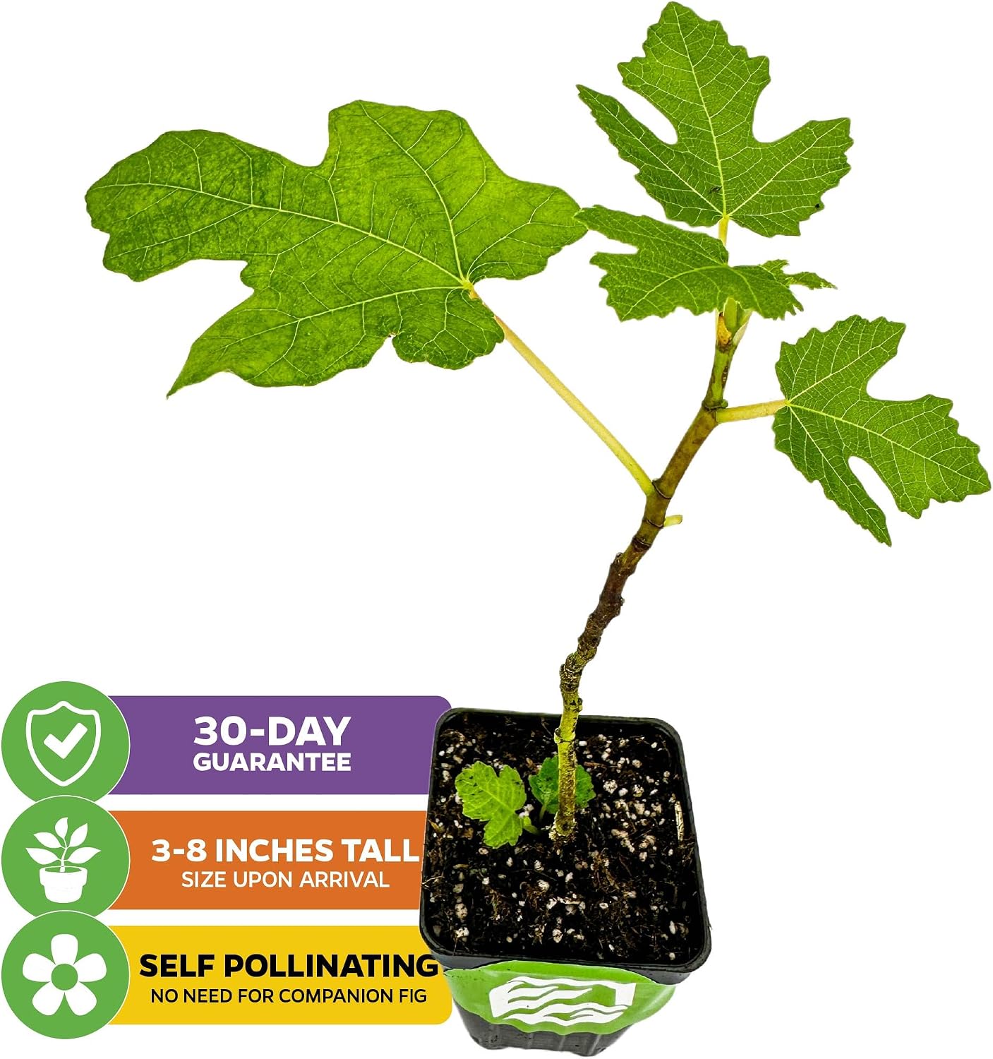 Beer's Black Fig Tree (Dwarf Habit) Live Plant - Ficus carica 'Beer's Black' - Wellspring Gardens - Cold-Hardy Fig, Dwarf Fig Tree, Compact Fig Plant - Fruit Bearing Starter Tree