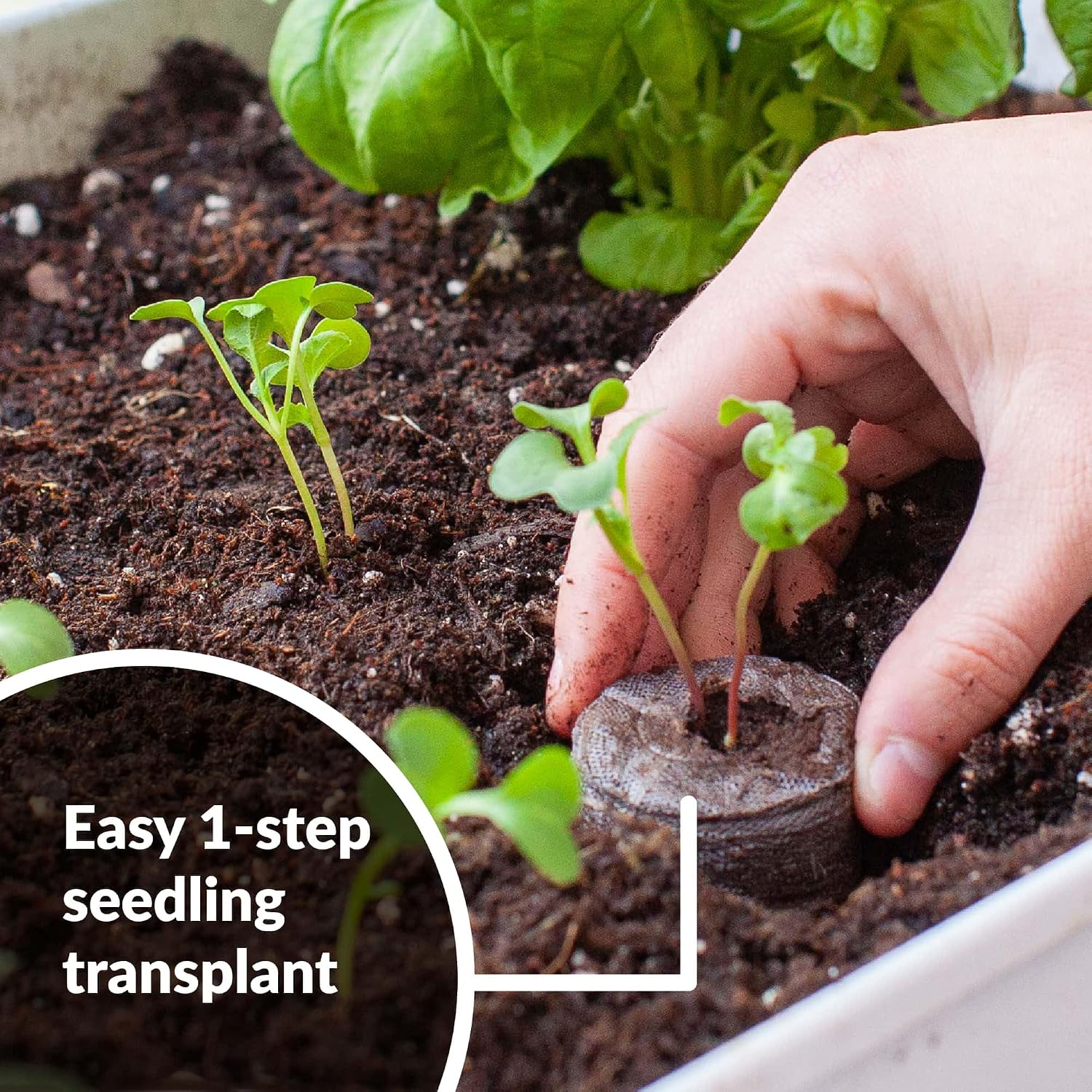 100 Count- Jiffy 36 MM Peat Soil Pellets Seeds Starting Plugs: Indoor Seed Starter- Start Planting Indoors for Transplanting to Garden or Planter Pot | Starter- Start Planting Indoors for Transplanting to Garden or Planter Pot