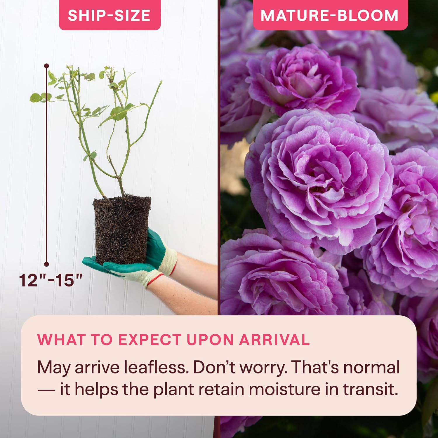 Heirloom Floribunda Roses, Live Own Root Plant, Koko Loko™ | Moderately Fragrant, Hardiness Zones: 6-10, Repeat Blooming,For Outdoor Gardens, Planters, and Pots