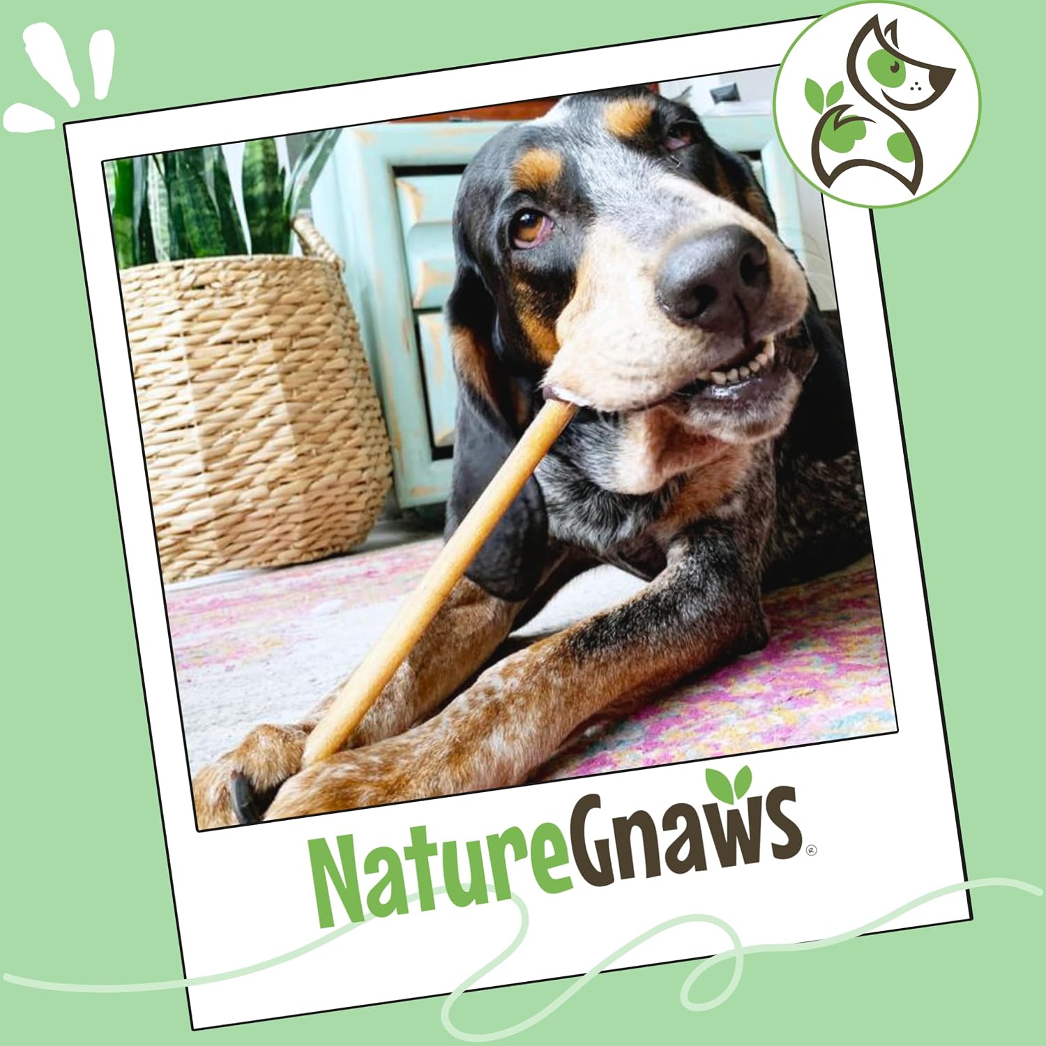 Nature Gnaws Bully Sticks 11-12" Long Lasting Rawhide Free Dog Chews, 8 oz