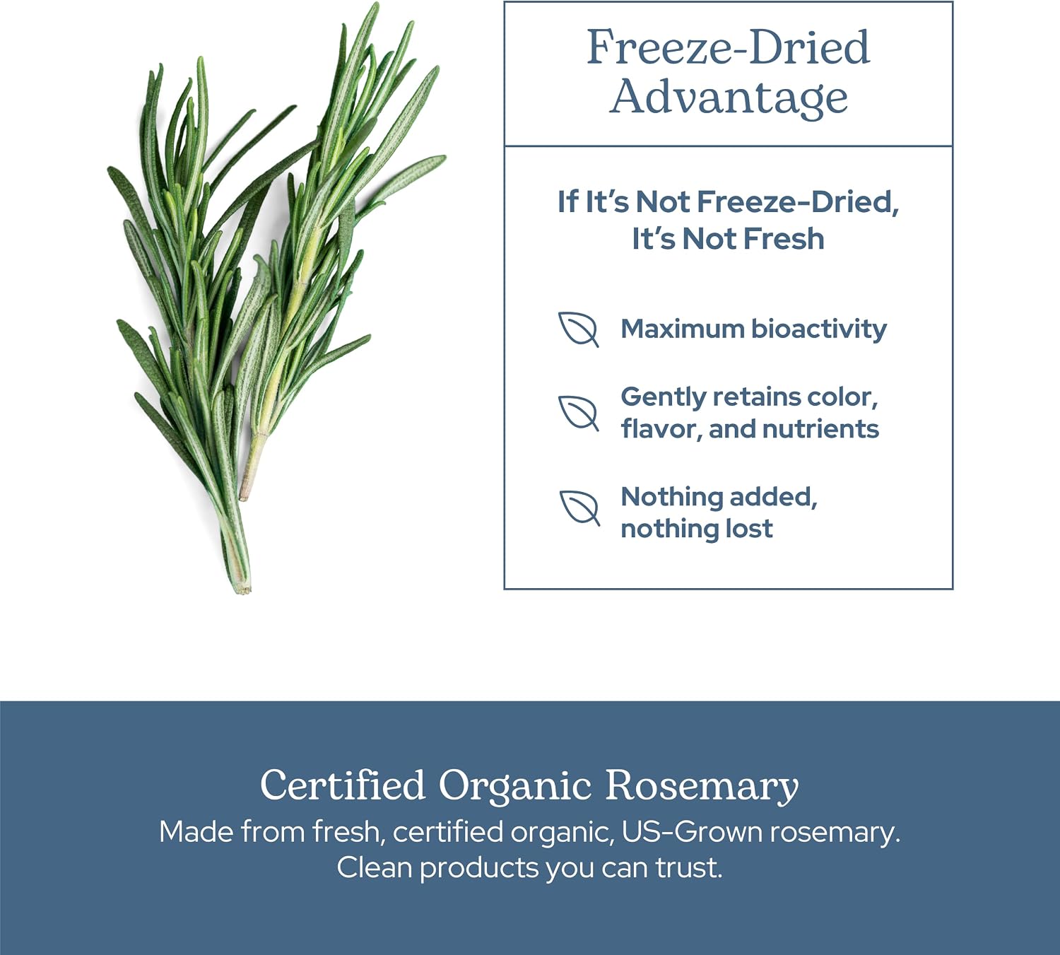 Eclectic Herb - Rosemary Capsules | Cognitive Support, Memory & Brain Health | Mood Support | Herbal Supplement | Vegan, Non-GMO, Gluten Free