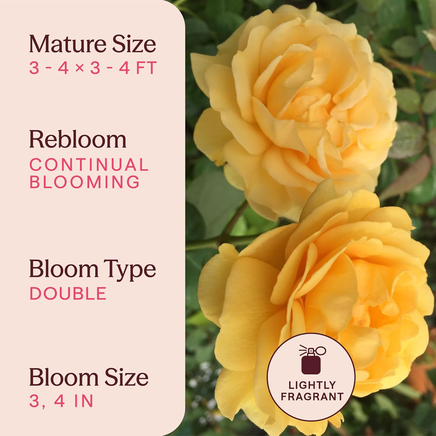 Heirloom Floribunda Roses, Live Own Root Plant, Julia Child™ | Moderately Fragrant, Hardiness Zones: 6-10, Continual Blooming,For Outdoor Gardens, Planters, and Pots