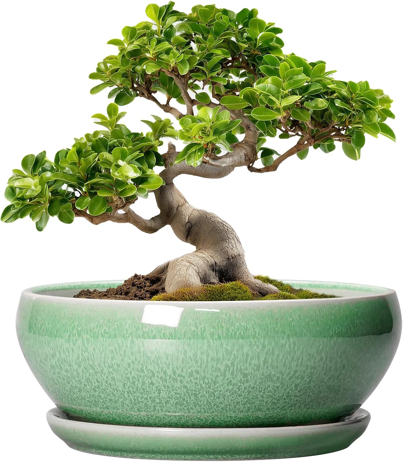 SQOWL 7 Inch Round Ceramic Succulent Planter Pot Drip Glazed Shallow Planter with Drainage Bamboo Tray for Indoor Plants
