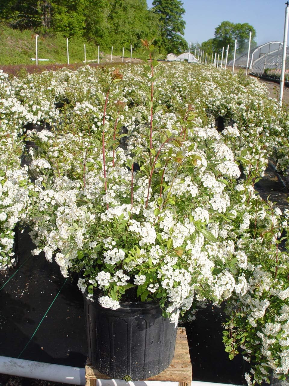 Proven Winners - Spiraea jap. Double Play Gold (Spirea) Shrub, , #3 - Size Container