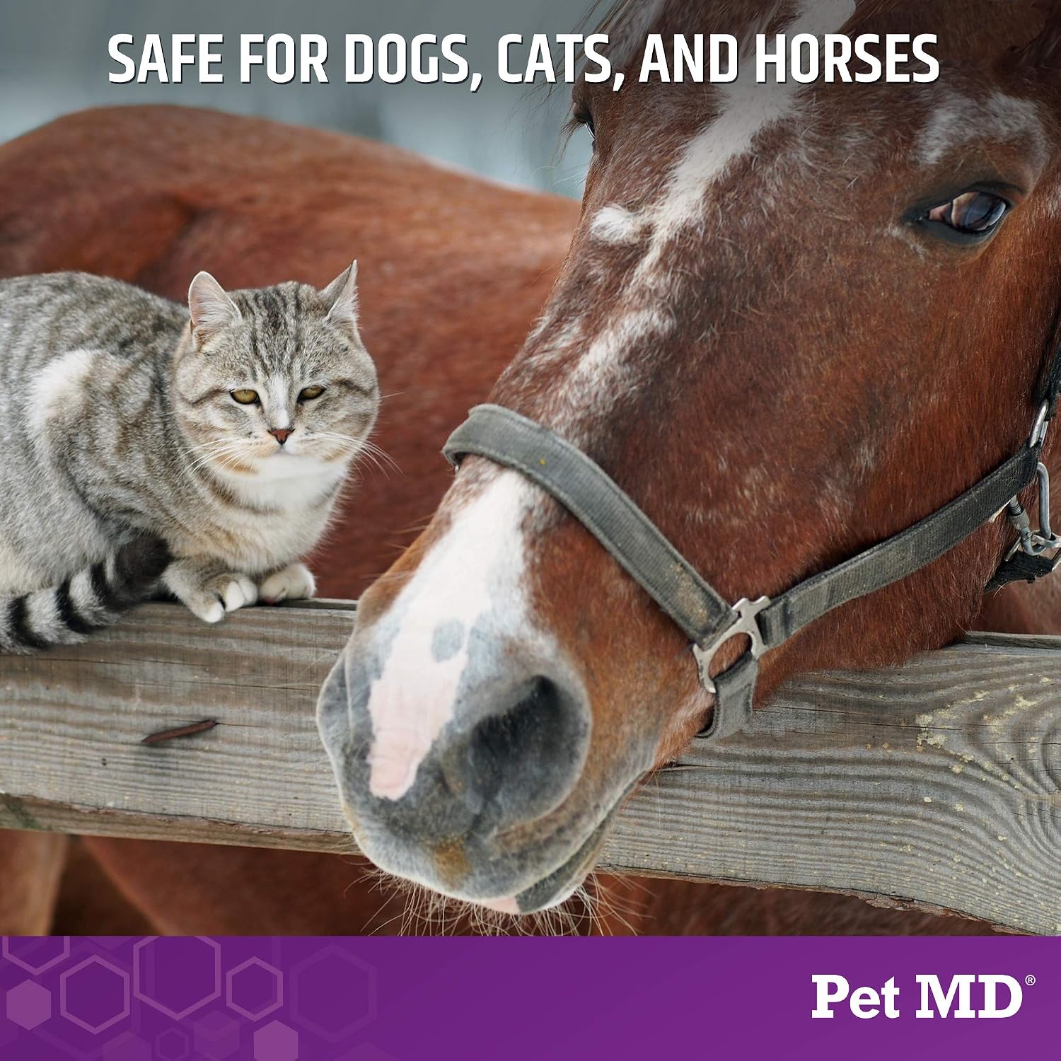 Pet MD Micoseb-CX Topical Shampoo for Dogs, Cats, & Horses - 12oz