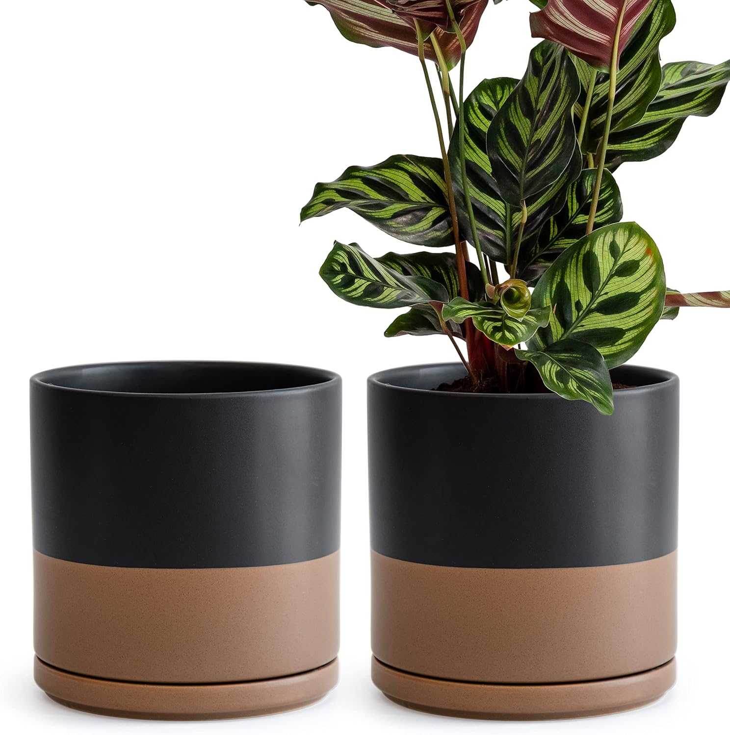 D'vine Dev 2-Pack Ceramic Pots with Saucers, White/Grey, 4.7 in, 94-V-B-6