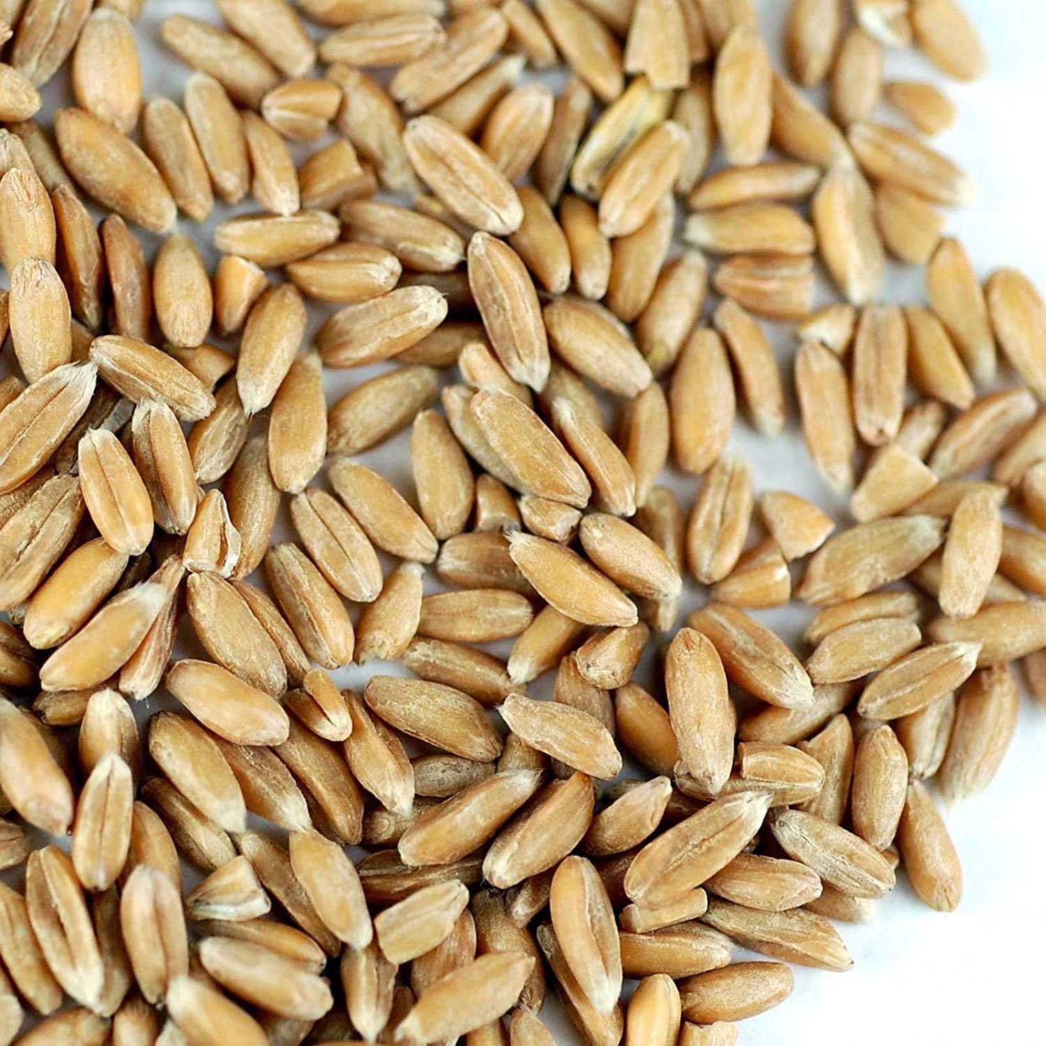 Handy Pantry Organic Spelt Seeds – Bulk Grain for Baking, Seed Rotation | Homesteading, Grinding – 30 lb Food-Grade Bucket – Non-GMO, Whole, Untreated