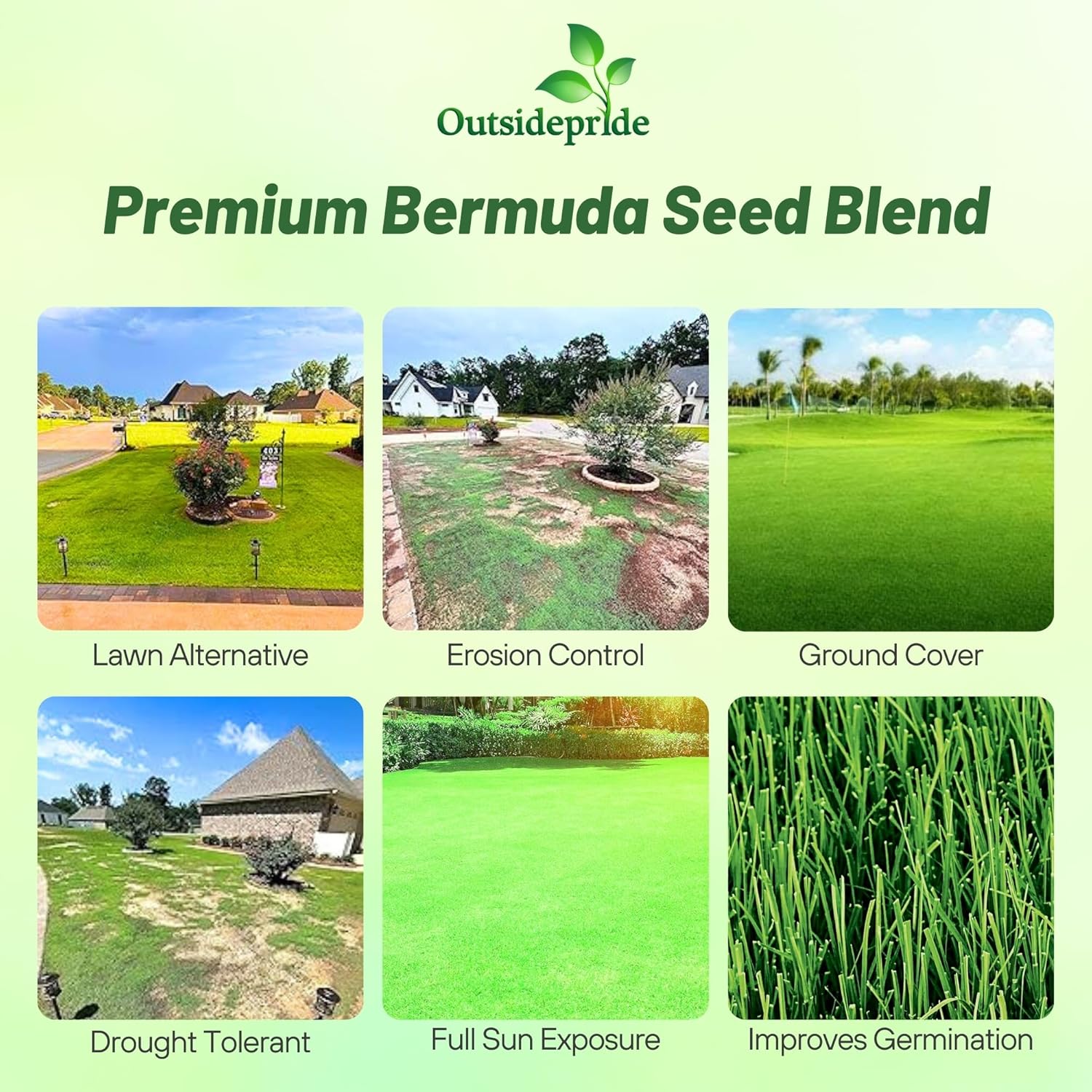 Outsidepride Oasis Bermuda Grass Seed - 5 lbs Warm Season, High Traffic, Heat Resistant, Drought-Tolerant, Low-Maintenance, Fast Growing Turf Grass for Lawn, Ideal for Sunny Areas, Thick Coverage