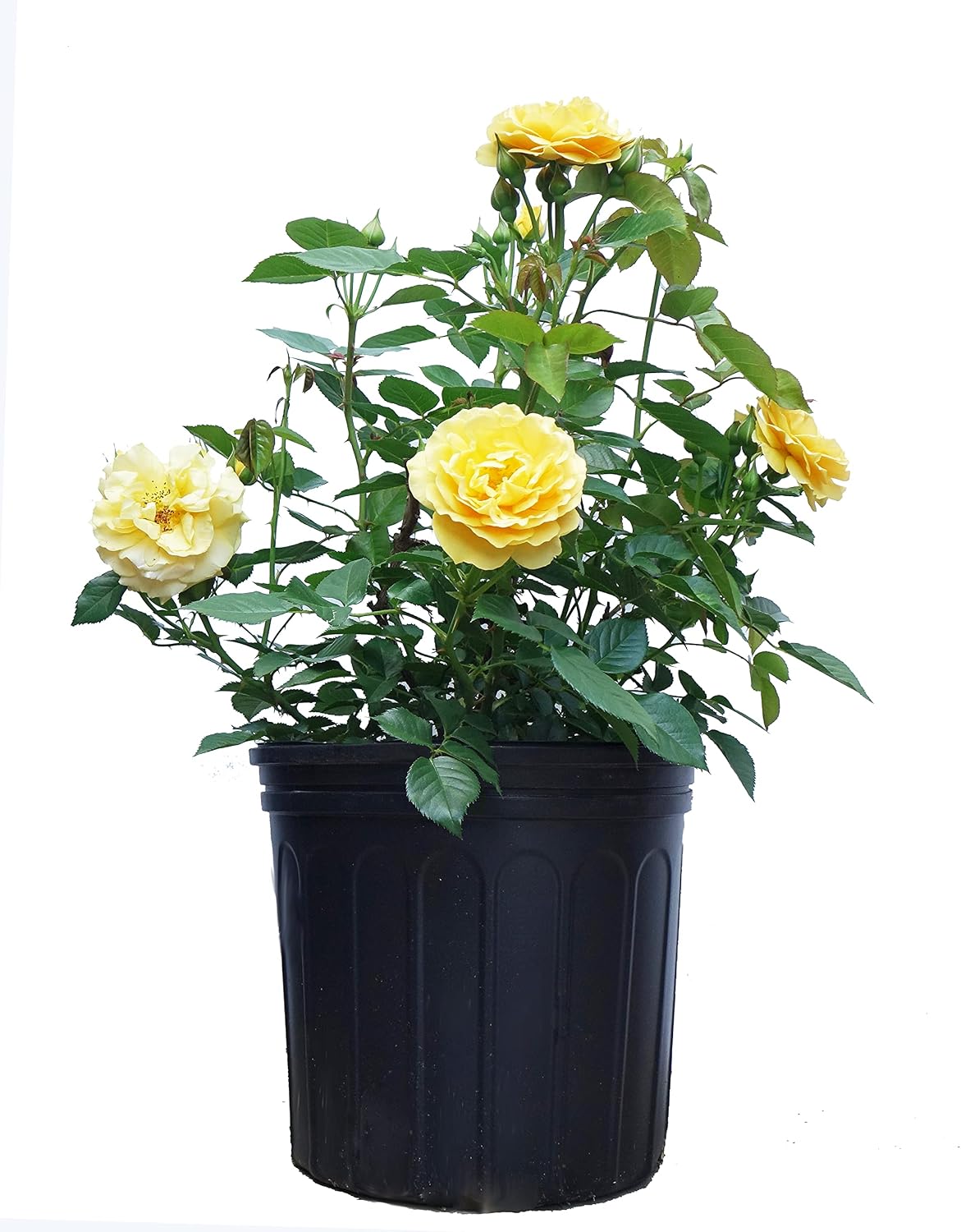 Rosa X Purple Pavement (Rose) Rose, purple flowers, #3 - Size Container