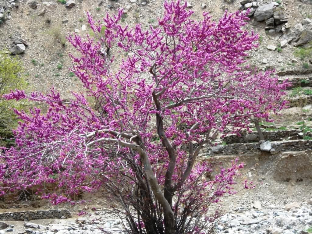 50 Burning Bush Kochia Scoparia Shrub Seeds