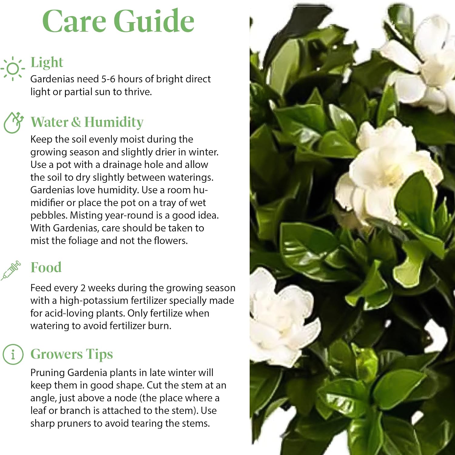 American Plant Exchange Gardenia Tree – Live Evergreen in Large 8-Inch Pot, Fragrant White Blooms, Easy-Care Indoor & Outdoor Flowering Tree for Home, Patio & Garden Décor