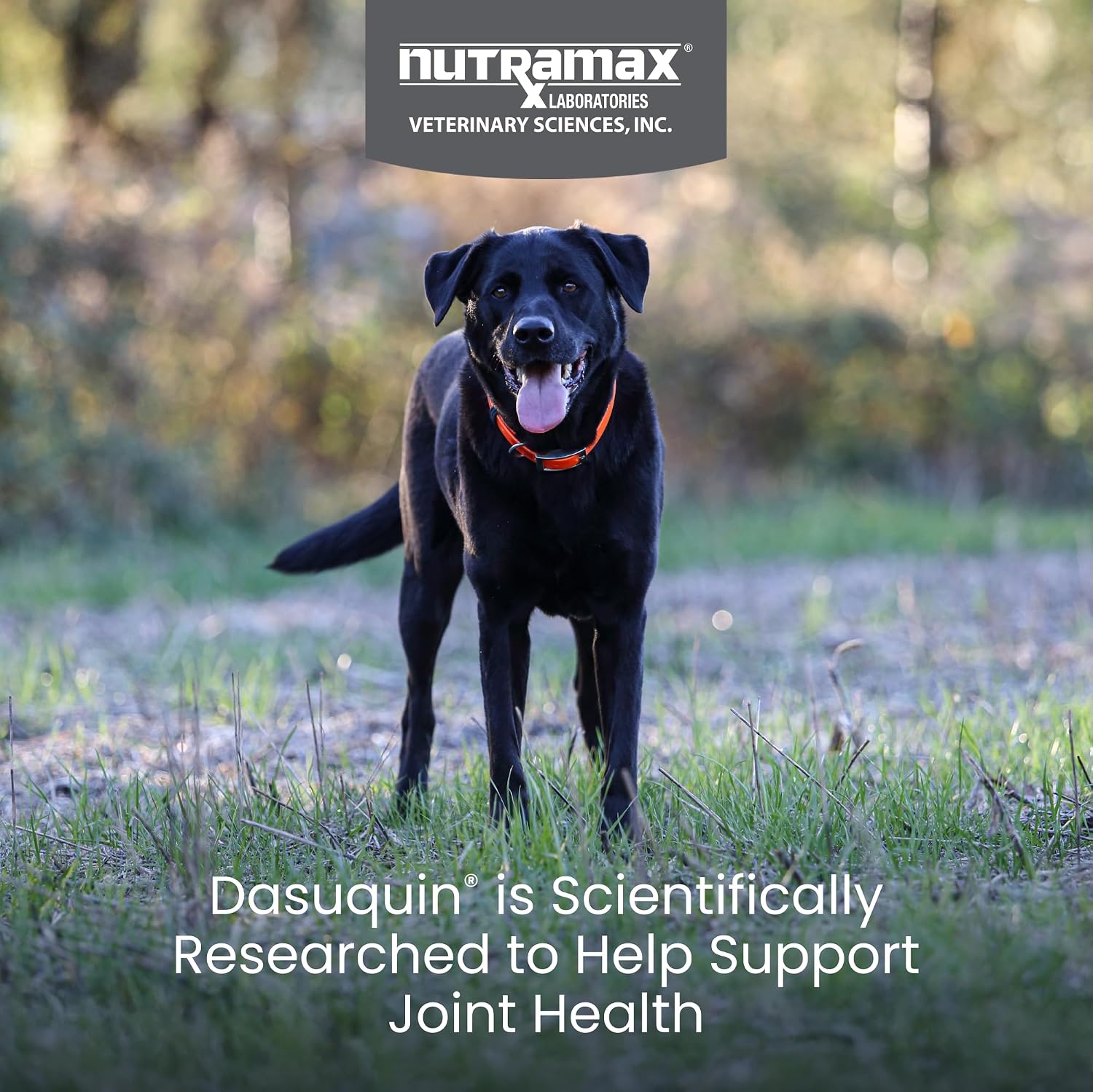 Nutramax Dasuquin Joint Supplement, Small/Med Dogs, Soft Chews, 84ct | Glucosamine and Chondroitin Joint Health Supplement for Dogs under 60 lbs, Soft Chews, With ASU, All Ages