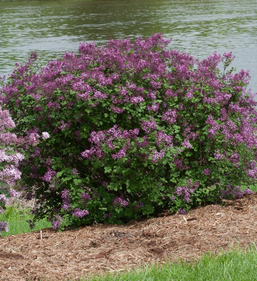 Proven Winners - Syringa x Bloomerang Dark Purple (Reblooming Lilac) Shrub, dark purple flowers, #3 - Size Container