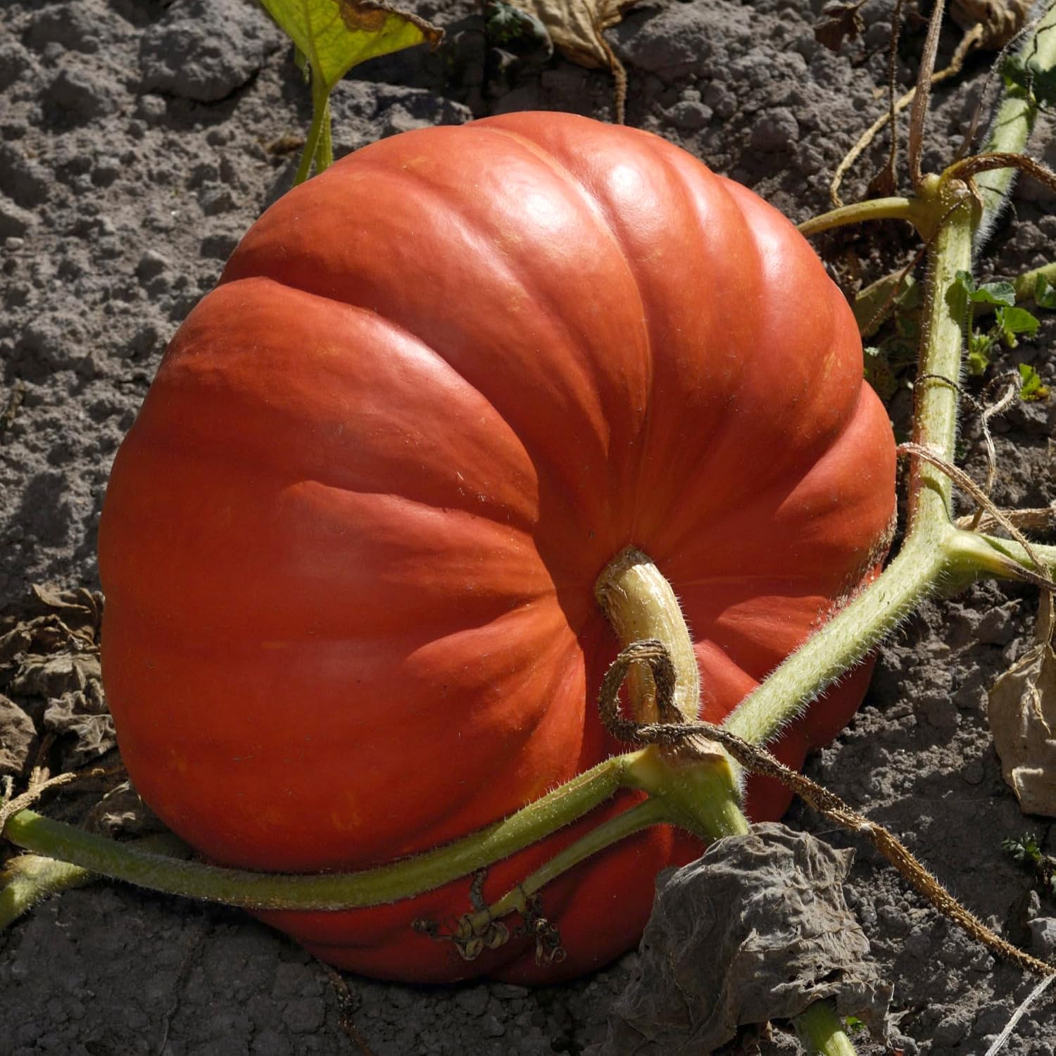 Seed Needs Pumpkin Seeds to Plant 100 Seeds Spooky Mix Non GMO Bulk Pack