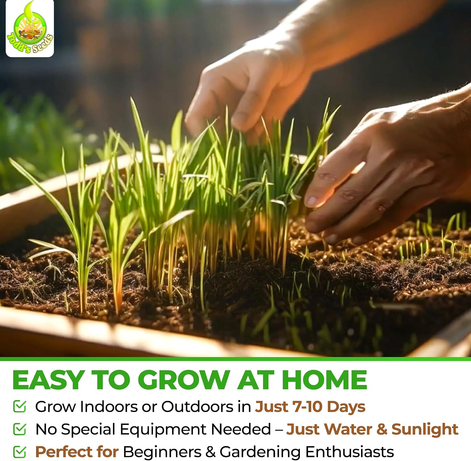 Todd's Seeds Hard Red Wheatgrass Seeds, 5 lb Bulk – Non-GMO | Hard Red Winter Wheat variety. Bulk 5 lb supply. High germination rate. Grow in soil or hydroponics. USA packed.