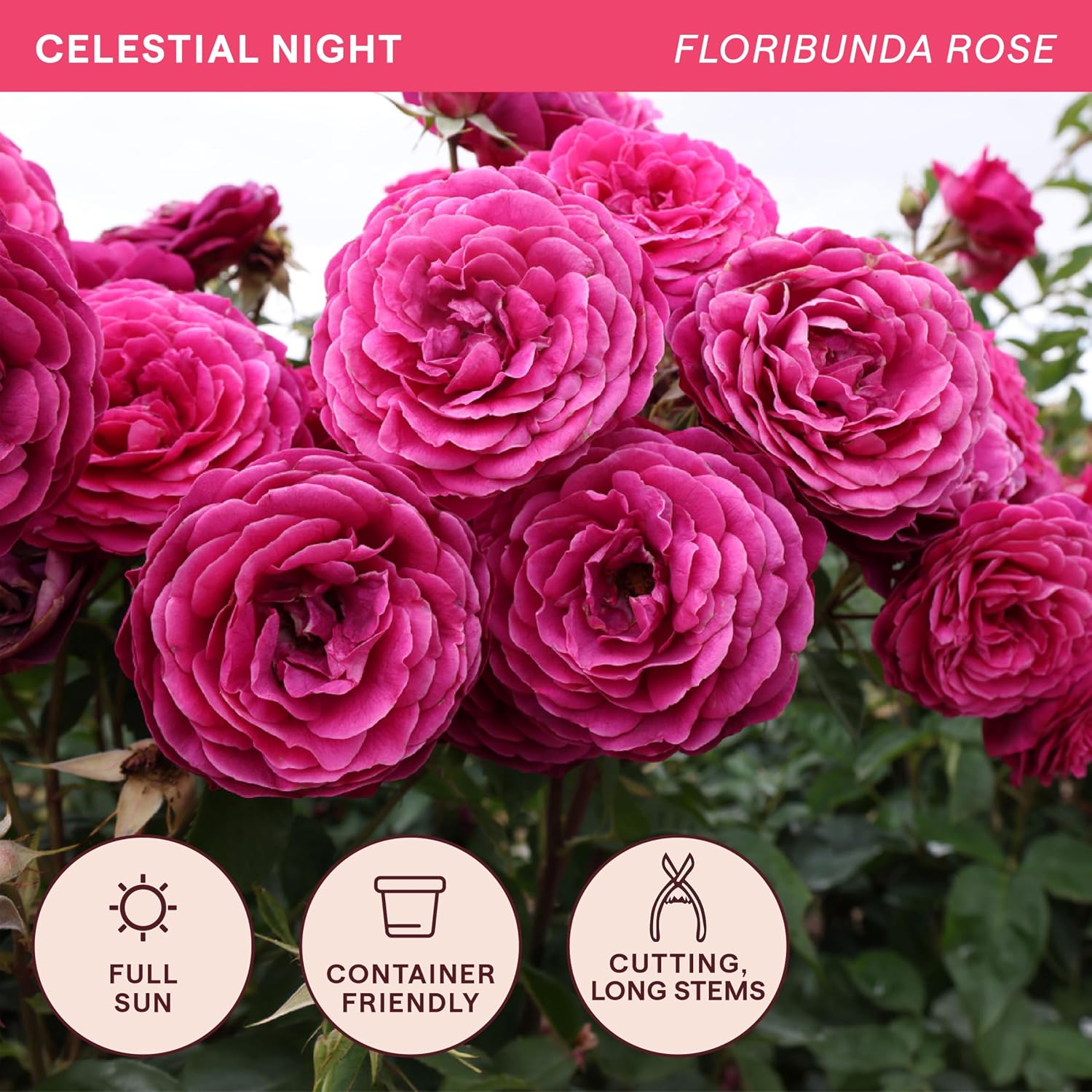 Heirloom Floribunda Roses, Live Own Root Plant, Koko Loko™ | Moderately Fragrant, Hardiness Zones: 6-10, Repeat Blooming,For Outdoor Gardens, Planters, and Pots