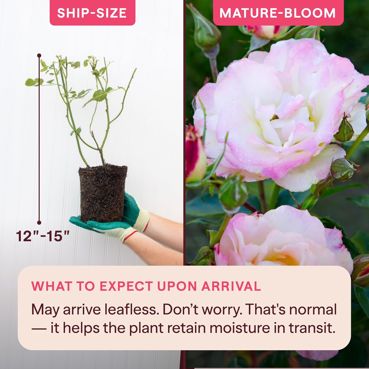 Heirloom Floribunda Roses, Live Own Root Plant, Julia Child™ | Moderately Fragrant, Hardiness Zones: 6-10, Continual Blooming,For Outdoor Gardens, Planters, and Pots