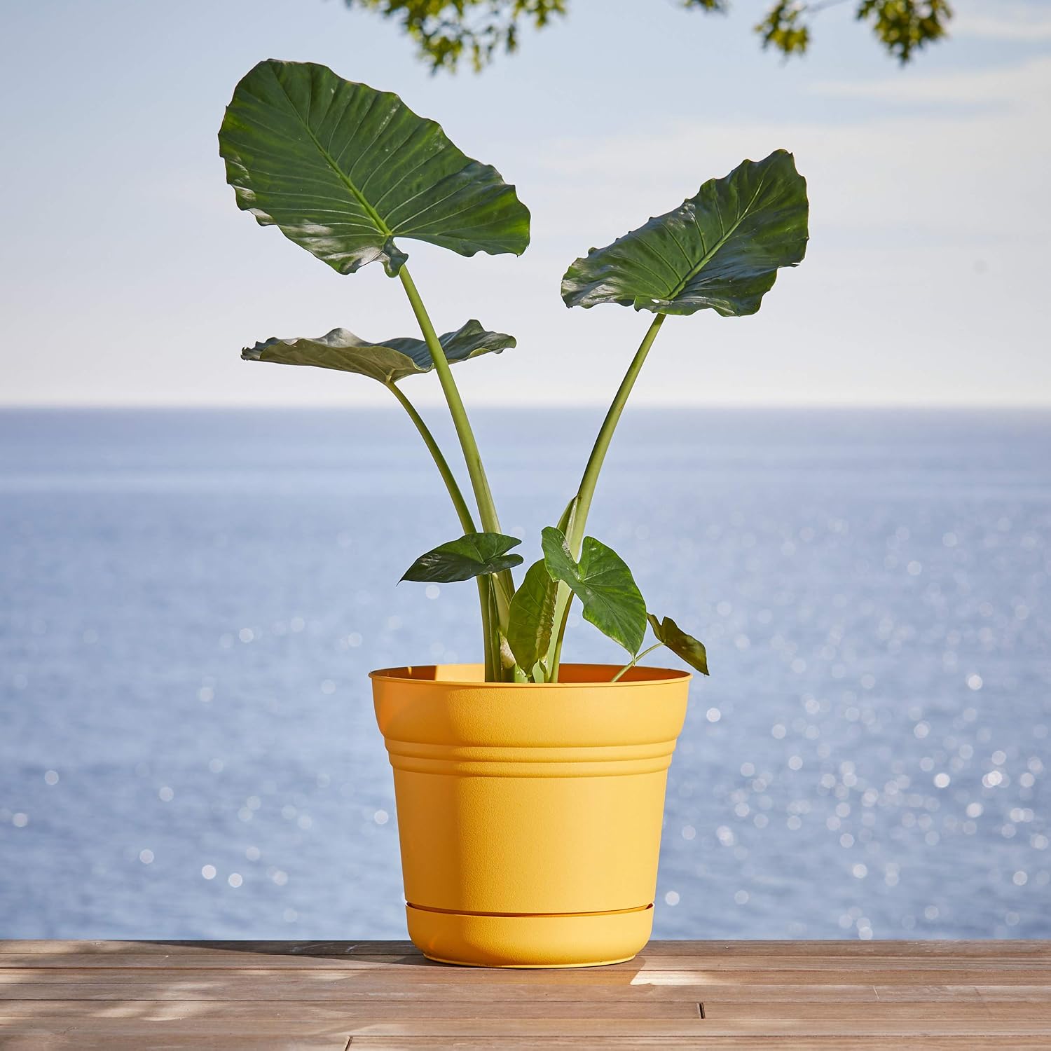 Bloem Saturn Planter with Saucer, 10", Calypso (SP1027)