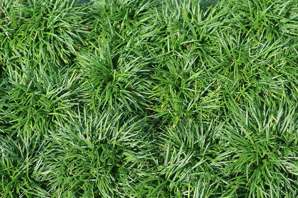 New and Healthy Standard MONDO GRASS ~ 18 pots (3.5") ~ Green Border Plant ~ Ground cover