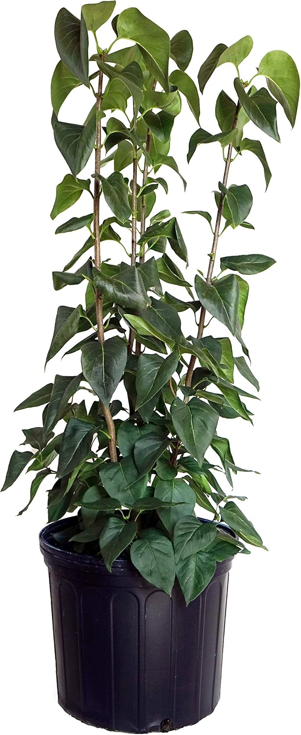 Proven Winners - Syringa x Bloomerang Dark Purple (Reblooming Lilac) Shrub, dark purple flowers, #3 - Size Container