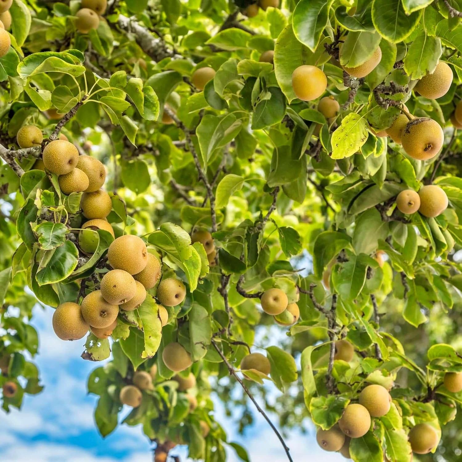 20th Century Asian Pear Tree 'Nijisseiki' - Live Fruit Plant Shipped 3 Feet Tall by DAS Farms