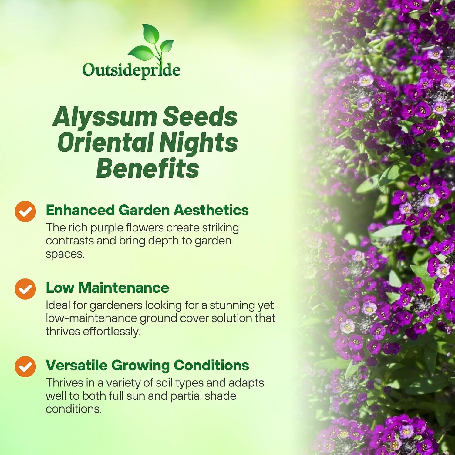 Outsidepride Oriental Nights Alyssum Seeds - 5000 Pcs Annual, Drought-Tolerant & Pollinator-Friendly Ground Cover Seeds w/Fragrant Honey Blooms for Low-Growing Xeriscaping & Outdoor Planting