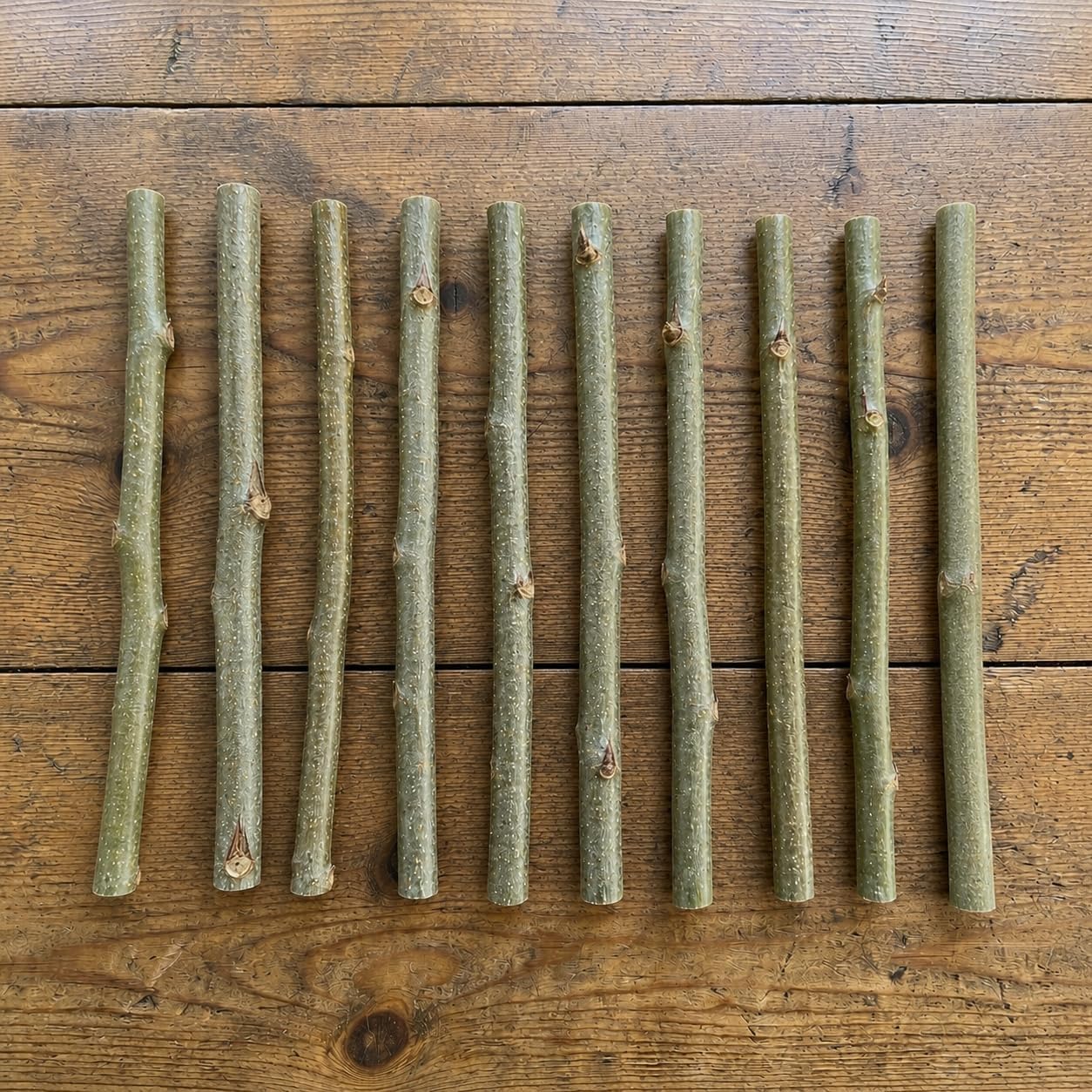 10 Hybrid Poplar Tree Cuttings