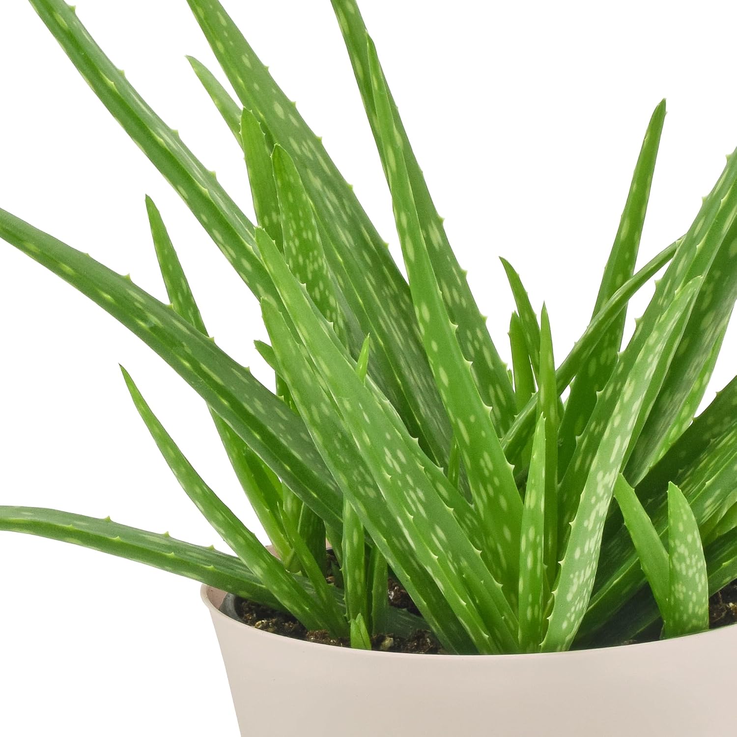 Arcadia Garden Products Live Aloe Vera Succulent Easy Indoor Houseplant in Plastic Pot, Air Purifying Ornamental Plant Gift for Home and Garden Decor