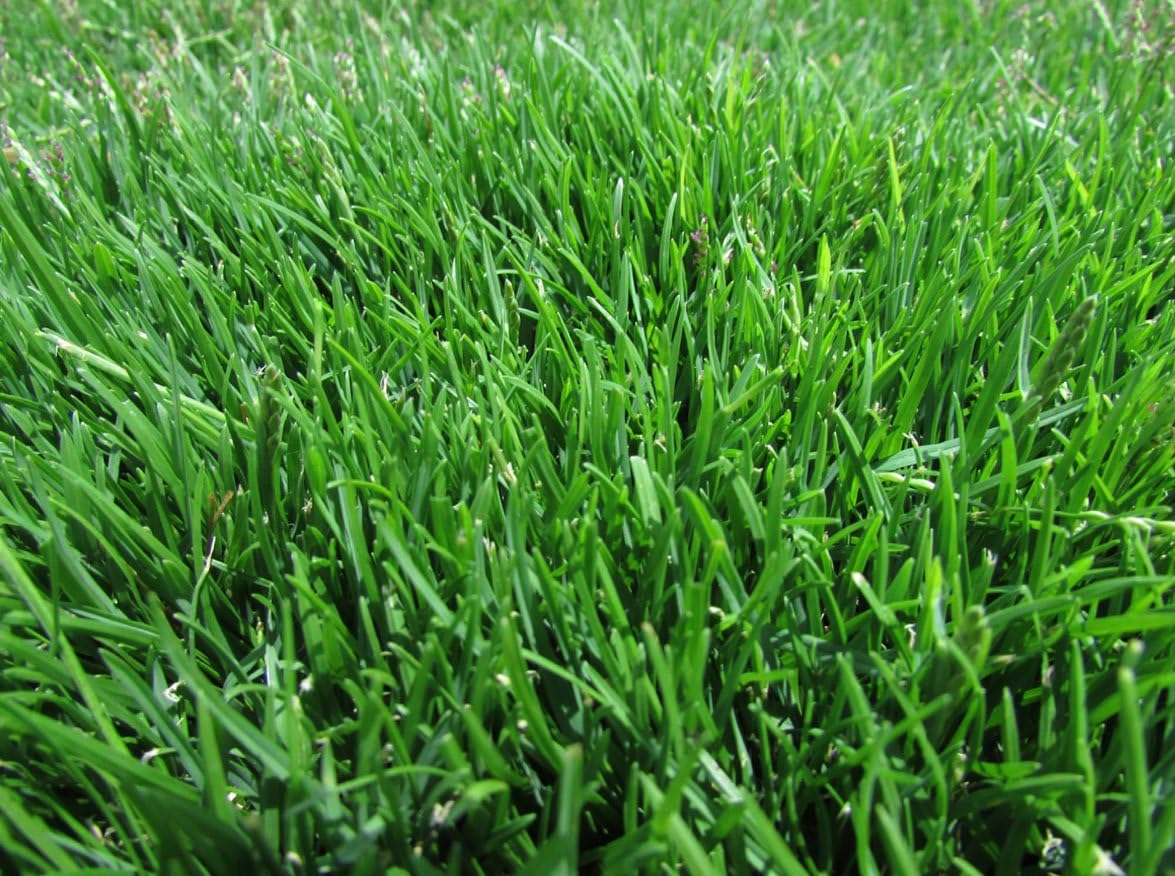 1/8 Lb Zenith Zoysia Grass Seed (Zoysia Japonica) – Zenith Zoysia Seeds for Lawn, Zoysiagrass – Dense, Grass Seed Shade & Drought Tolerant
