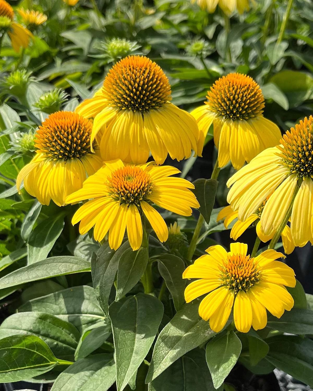 Echinacea purpurea ‘Cheyenne Spirit’ (Coneflower) Live Perennial, Size-#1 Container, Mixed Color Summer Flowers, USDA Zones 4-8