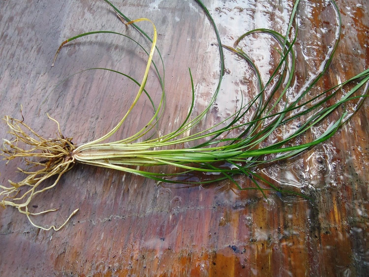 New and Healthy Standard MONDO GRASS -- 100 bare-root starts -- Border Plant -- Groundcover