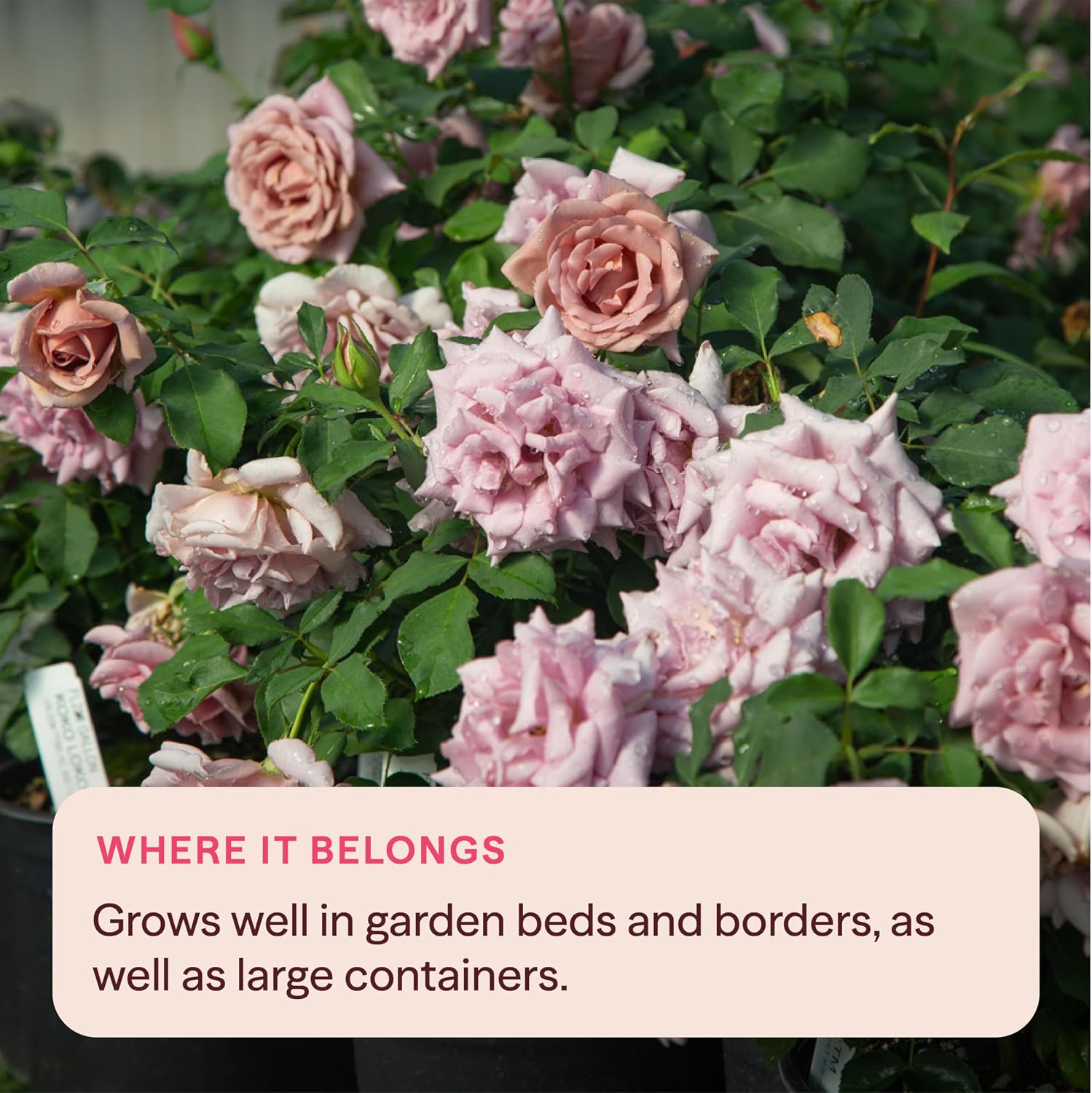 Heirloom Floribunda Roses, Live Own Root Plant, Koko Loko™ | Moderately Fragrant, Hardiness Zones: 6-10, Repeat Blooming,For Outdoor Gardens, Planters, and Pots