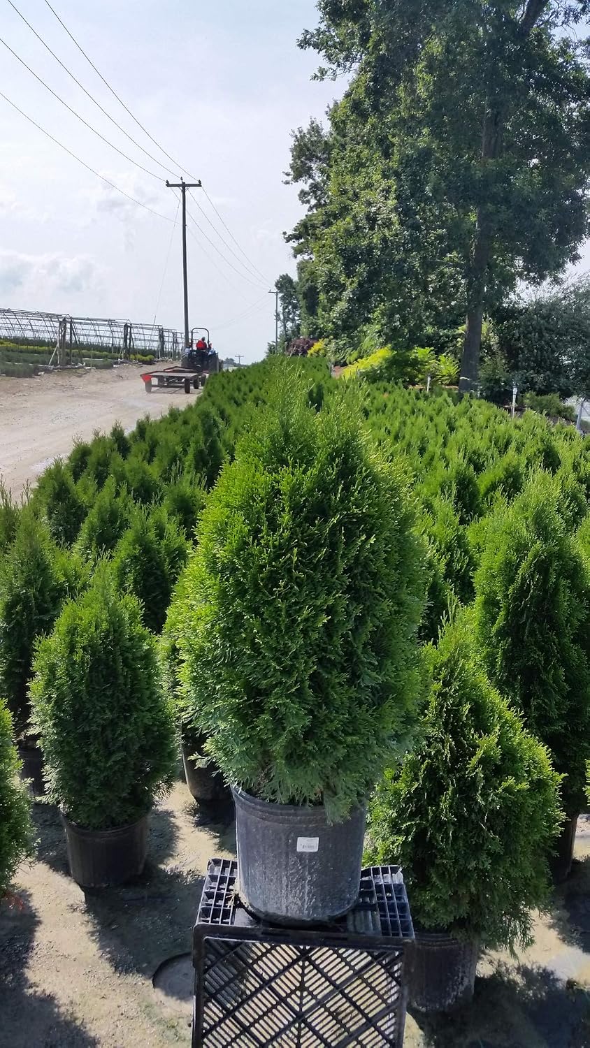 Live Plant Thuja-X Green Giant Evergreen Tree (Western Arborvitae), 3-Gallon Fully Potted Plant from Green Promise Farms