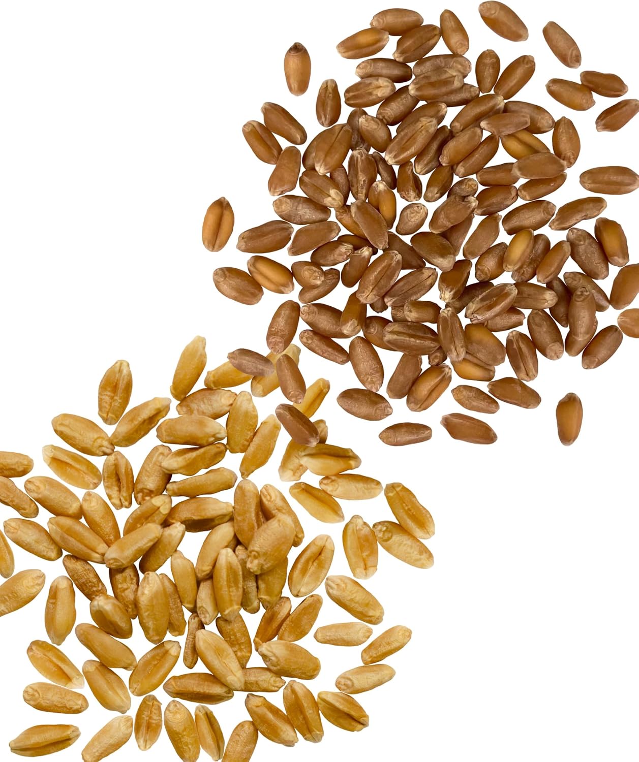 Palouse Brand Certified Glyphosate Residue Free Hard Red Spring Wheat Berries | 5 LBS | 100% Non-Irradiated | Certified Kosher Parve | USA Grown | Non-GMO Project Verified