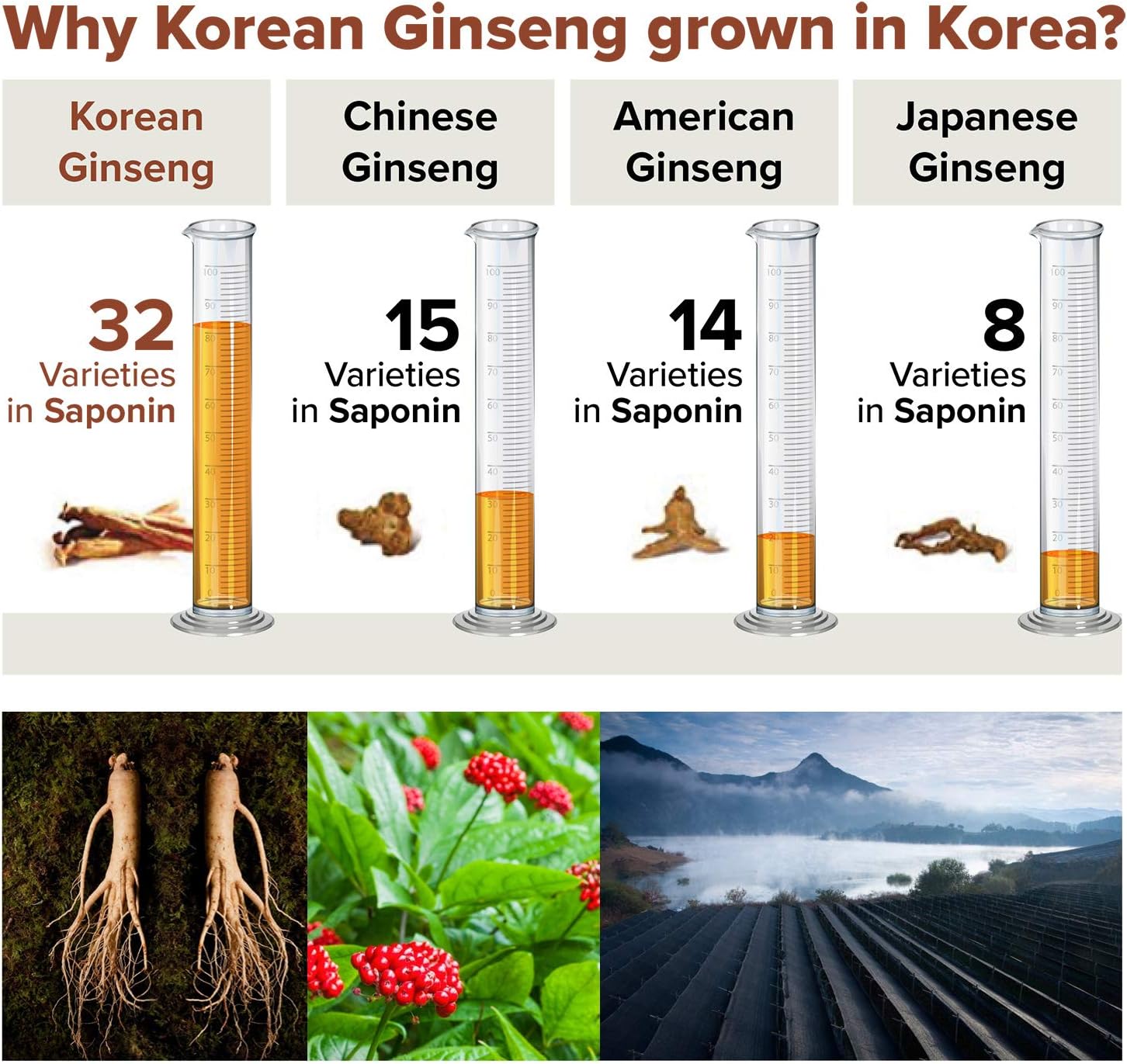 Saponin Hanppuri Everyday Korean Red Panax Ginseng Extract Stick - 3000mg High Potency Liquid Supplement - Caffeine Free Energy & Immune Support