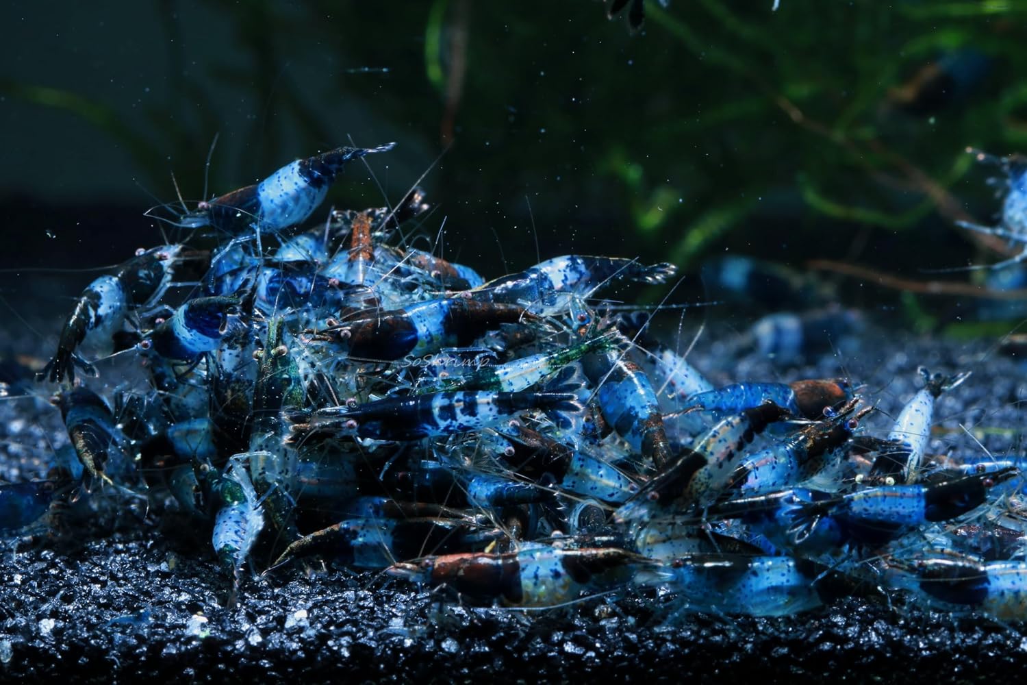 Live Freshwater Aquarium Shrimp - Neocaridina (Red Cherry, 5 Pack)