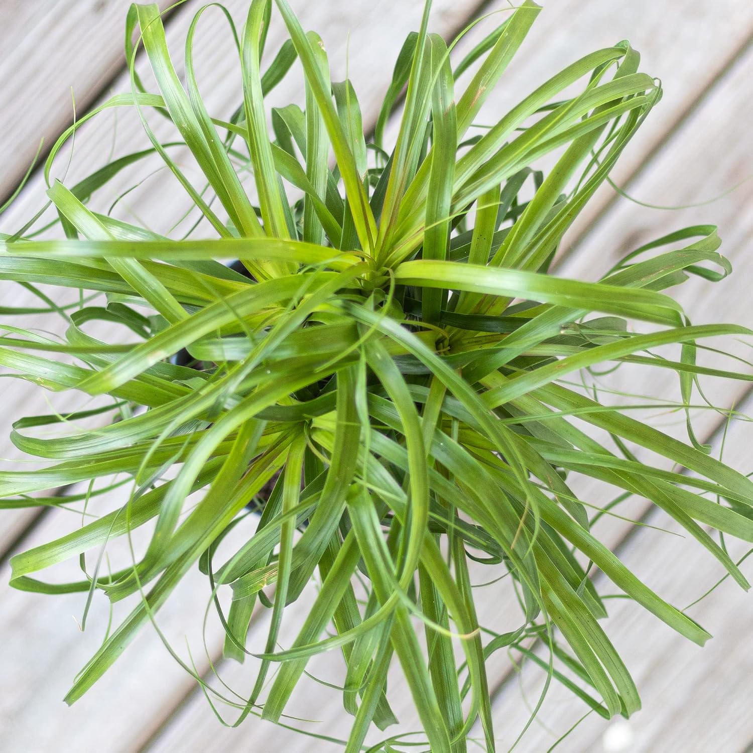 Ponytail Palm Live Plant by United Nursery Indoor House Plant for Home, Patio, or Office Decor (Plant Pot, 10-inch Pot)
