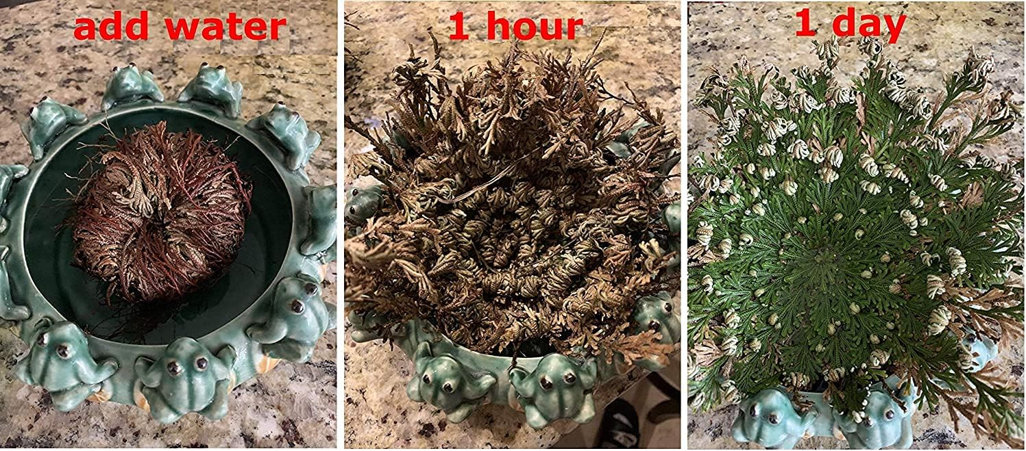 CircuitOffice Resurrection Plants Hydrophile Jericho Rose Plant
