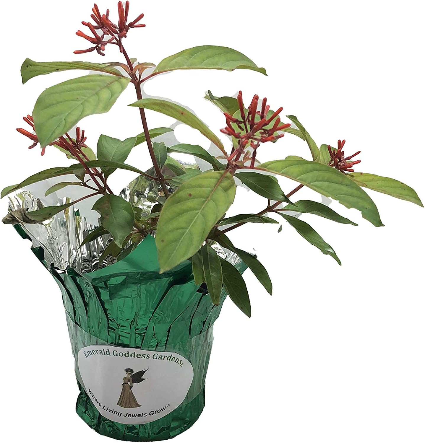 Scarlet Firebush - Hamelia Patens - Live Shrub Plant -Florida Native - Orange Red Flower - 8-10 Inches Tall - 4 Inch Pot