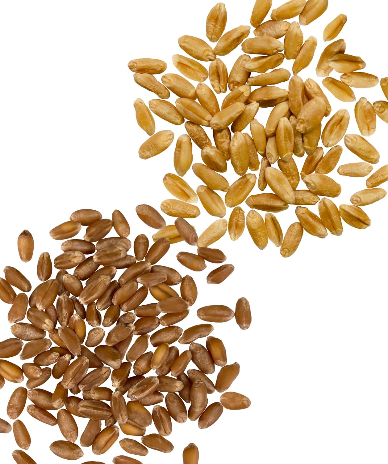 Palouse Brand Certified Glyphosate Residue Free Hard Red Winter Wheat Berries | 5 LBS | Family Farmed in Washington State | Non-GMO Project Verified | Certified Kosher Parve