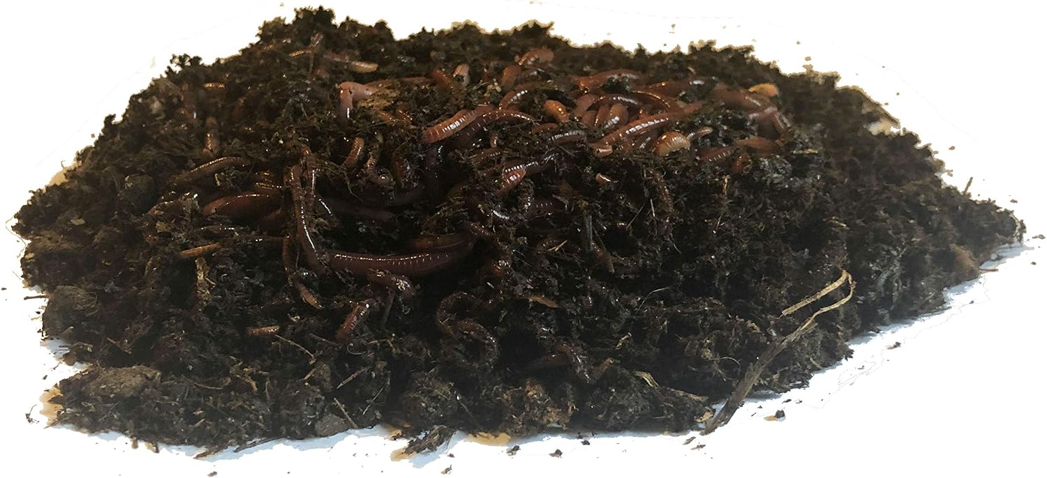 Nature's Little Recyclers 1,000+ Red Worms, Red Wigglers, Compost Earthworms, Organic, Sustainably Raised