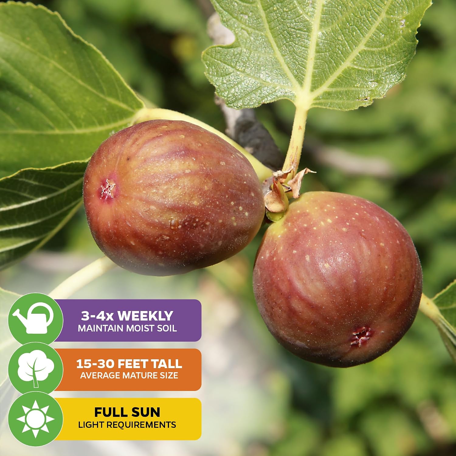 Beer's Black Fig Tree (Dwarf Habit) Live Plant - Ficus carica 'Beer's Black' - Wellspring Gardens - Cold-Hardy Fig, Dwarf Fig Tree, Compact Fig Plant - Fruit Bearing Starter Tree