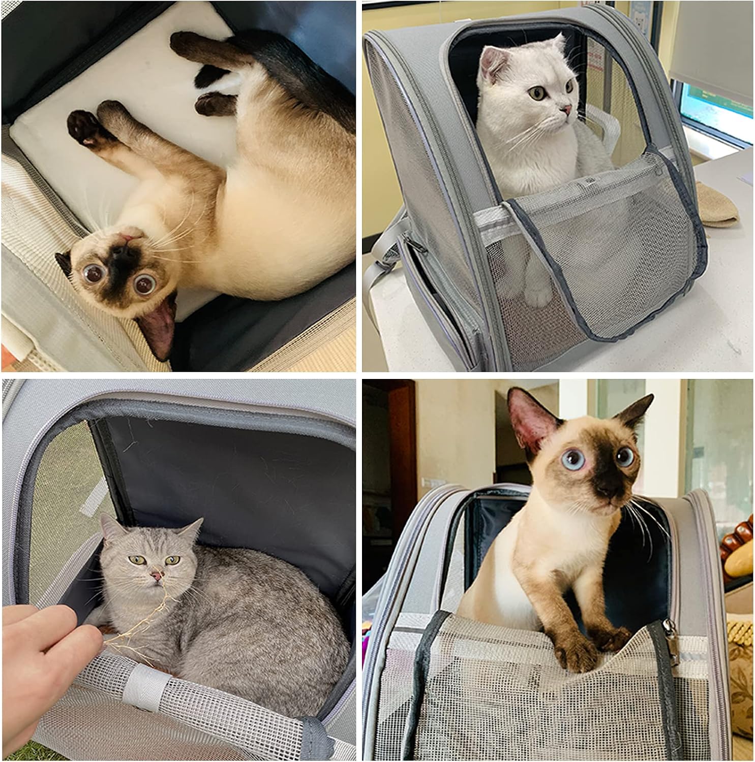 Texsens Innovative Traveler Bubble Backpack Pet Carriers for Cats and Dogs