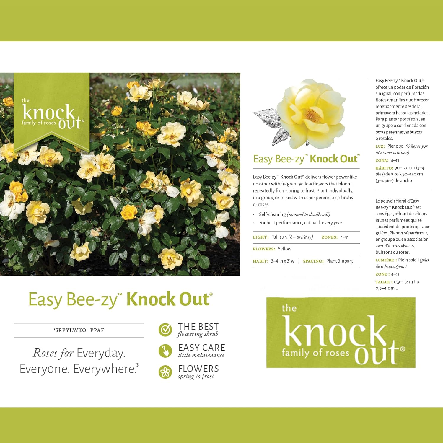 1 Gallon Easy Bee-zy Knock Out Rose